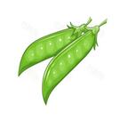 扁豆小说v1.18.0