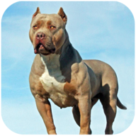 比特犬模拟器v1.0.4