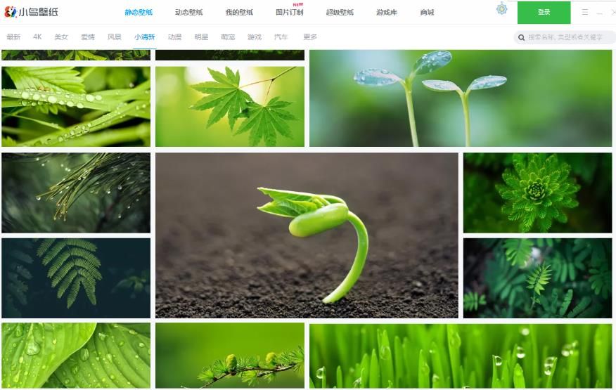 小鸟壁纸v2.0.0