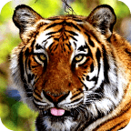 猛虎拼图v3.1