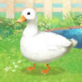 鸭子培养v1.2