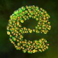 孢子和细菌进化竞技场v0.7.0
