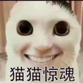 猫鼠特工v1.0