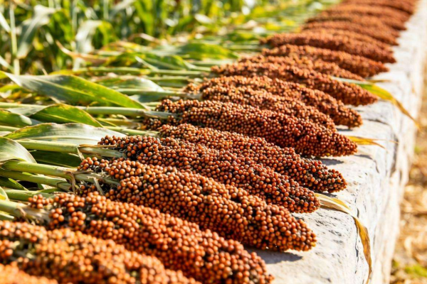 白酒为何多以高粱发酵?探究背后的酿造奥秘与优势